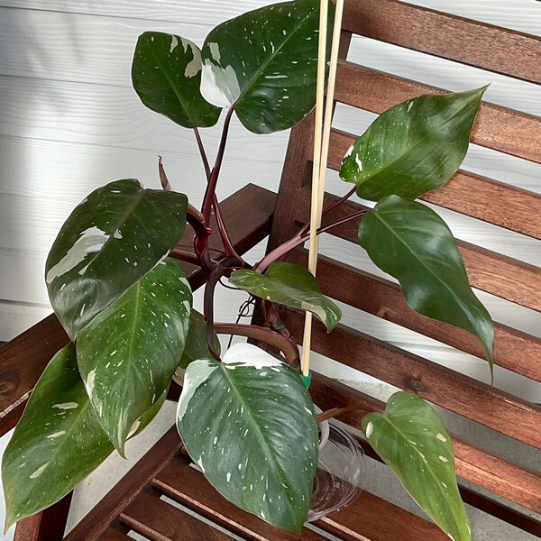 Anthurium Luxury Jungle in a 4 Inches Pot! - Etsy