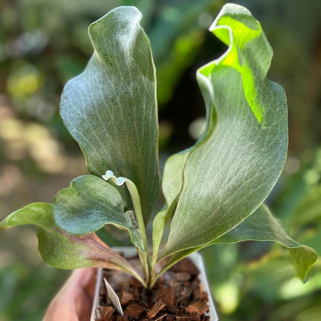 Platycerium Hillii Cv. Raijin Staghorn Fern - Etsy