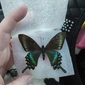 Frankiezhou Home Papilio Maackii Butterfly Plush Toy, Lifelike Papilio Maackii Butterfly St￭ Animals 11in, Realistic Soft Big Butterfly Plushie Model Toy, Unique Plush Gift Collection For Kids