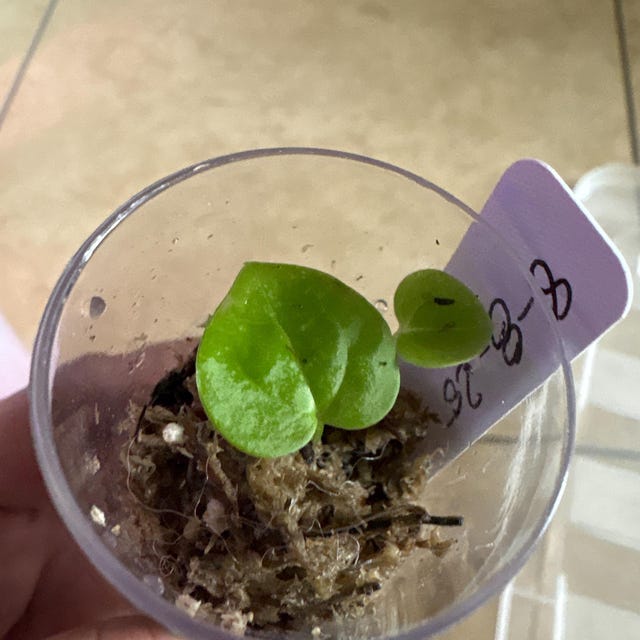 Anthurium (dorayaki X BVEP) X Doc Block - One Seedling - Grower's