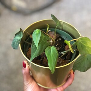 Dimma added a photo of their purchase