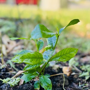 Yun さんが購入した商品の写真を追加しました