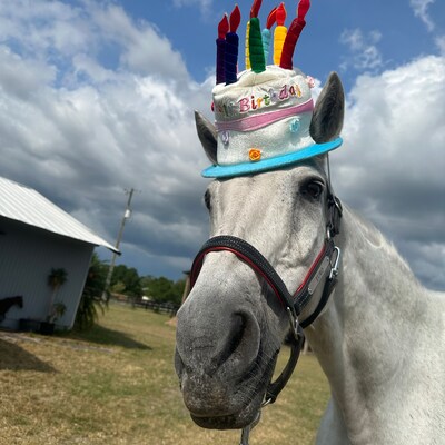 Birthday Hat for Horse or Pony With Candles Soft Equine Birthday Hat