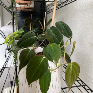waffle added a photo of their purchase