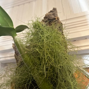 Daniel heeft een foto van zijn/haar aankoop toegevoegd