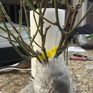 Kritsana added a photo of their purchase