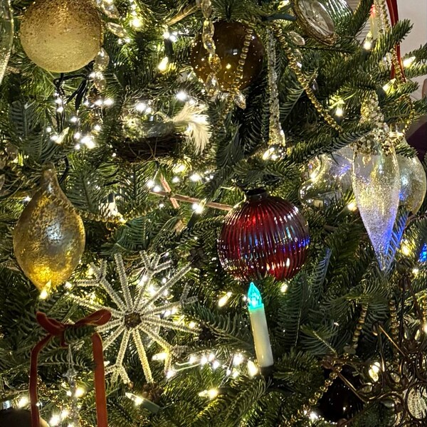 White Cerithium Banded Vertagus Shells 1.5-2 Slender Elongated Spiral ...