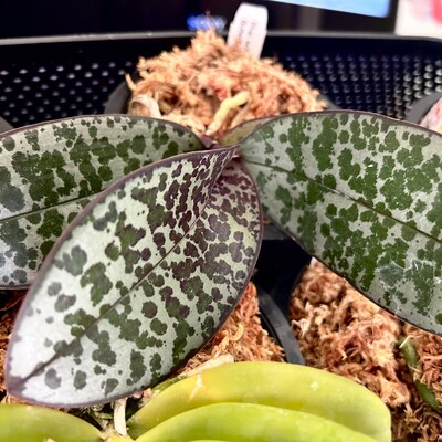 Phal. Tzu Chiang Chrisna, Fragrant Smell Like Roses - Etsy