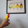 Lovebird Ripeness Chart Poster - Etsy