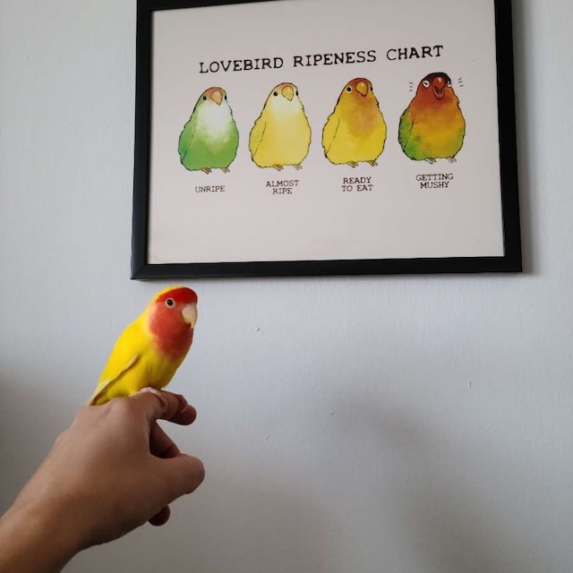 Lovebird Ripeness Chart Poster UK