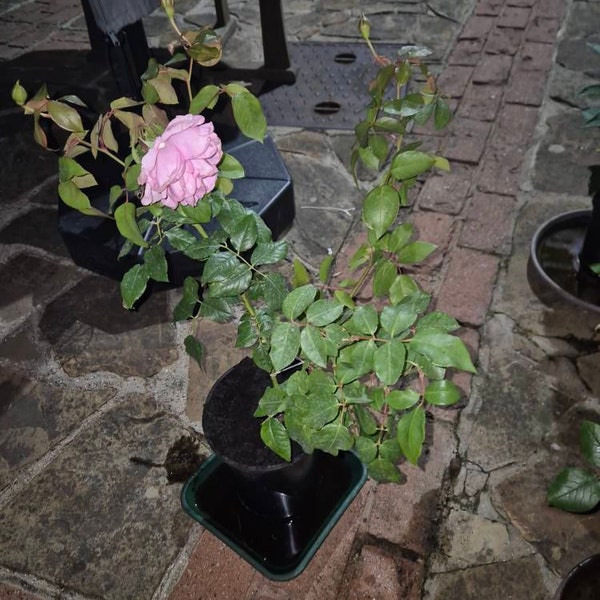 William Lobb Purple Fragrant Shrub Potted Rose 4 Litre Etsy UK William Lobb Purple Fragrant Shrub Potted Rose 4 Litre Etsy UK