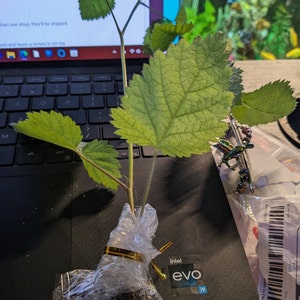 Cammy added a photo of their purchase