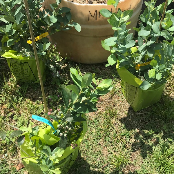Assortment of 3 Blueberry Bushes for Best Cross Pollination Rabbiteye