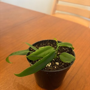 Katelyn a ajouté une photo de son achat