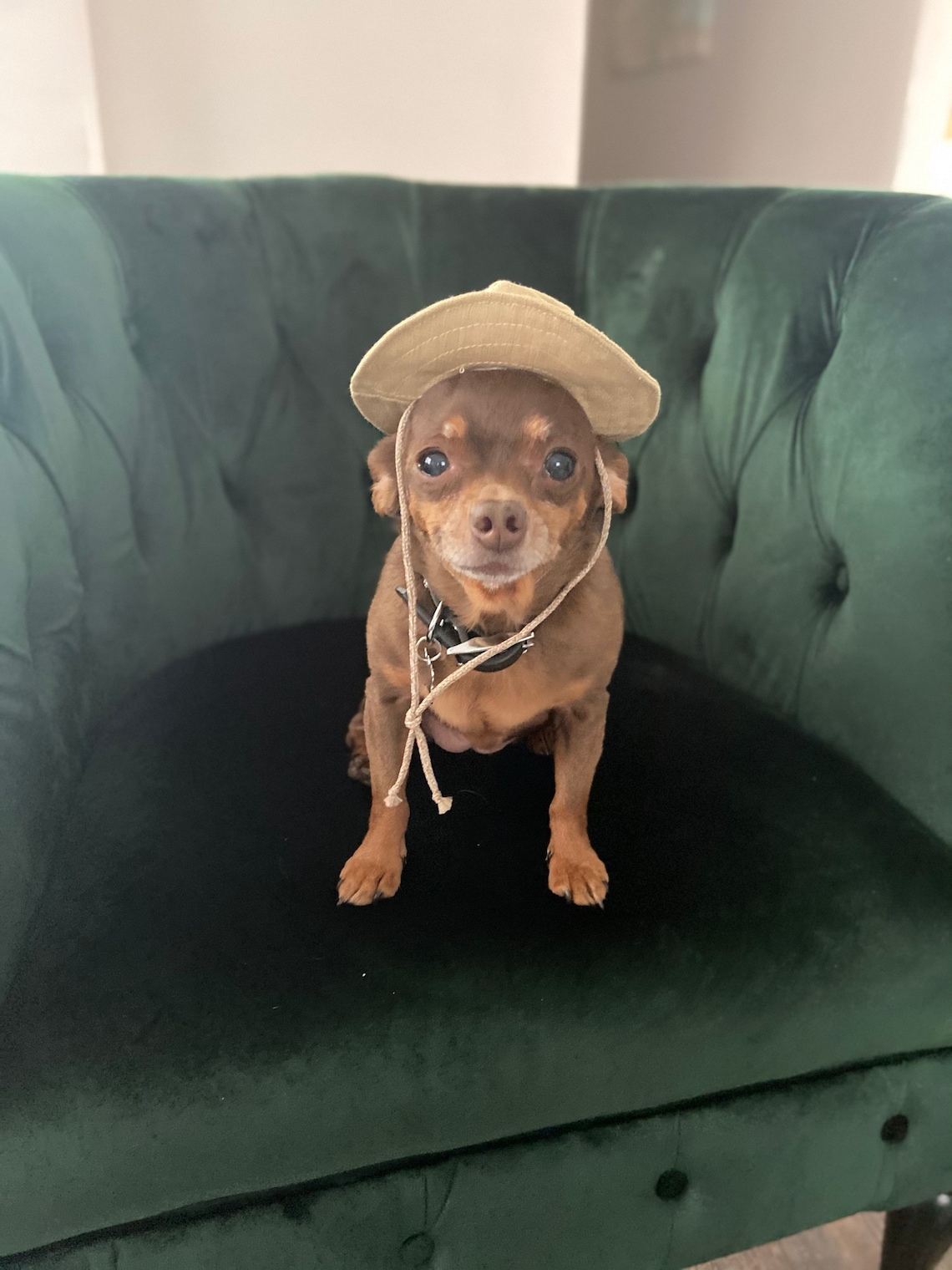 Customer photo of a pet with the Safari Hat  for Dog Cat Puppy Mini pig made by