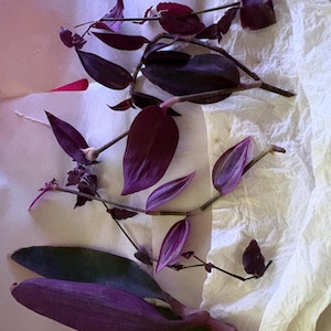 regina added a photo of their purchase