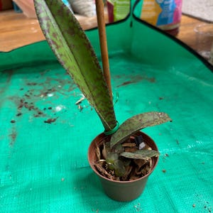 Comprador de Etsy ha añadido una foto de su compra
