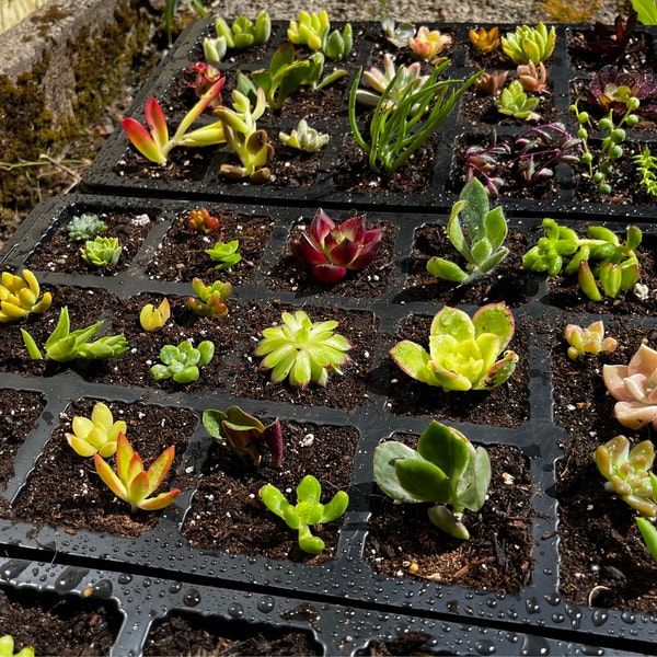 Succulent Plant Cuttings For Sale
