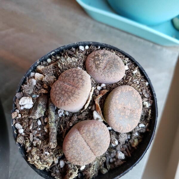 Live Lithops ‘Green Stone Faces’ Succulent – Two Heads In A 2.5” Pot