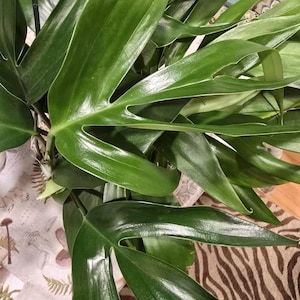 Jennifer added a photo of their purchase
