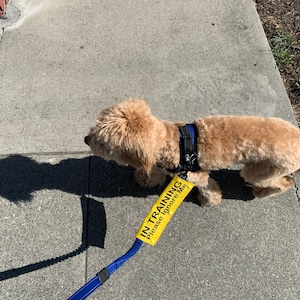 Nervous Dog Alert Hanging Patch Dog Alert Hanging Patches Nervous