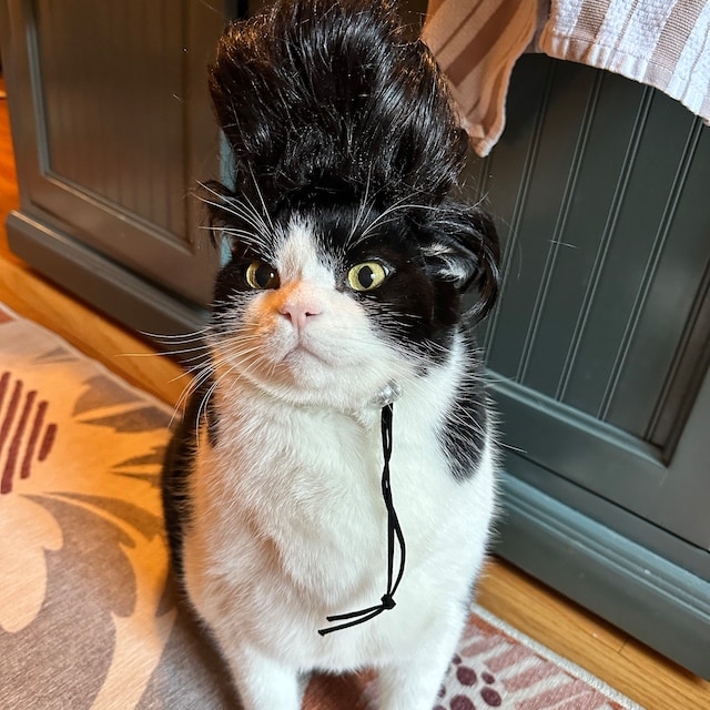 Cat elvis costume hot sale