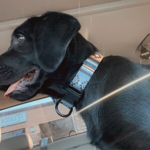 Personalized Dog Collar Customized Personalize Custom - Etsy