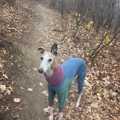 GREYHOUND ICE COMPRESSION SUIT main image 1