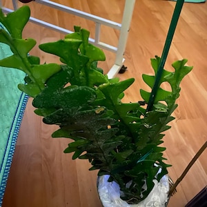 Jenise added a photo of their purchase