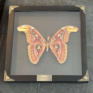 Carli added a photo of their purchase