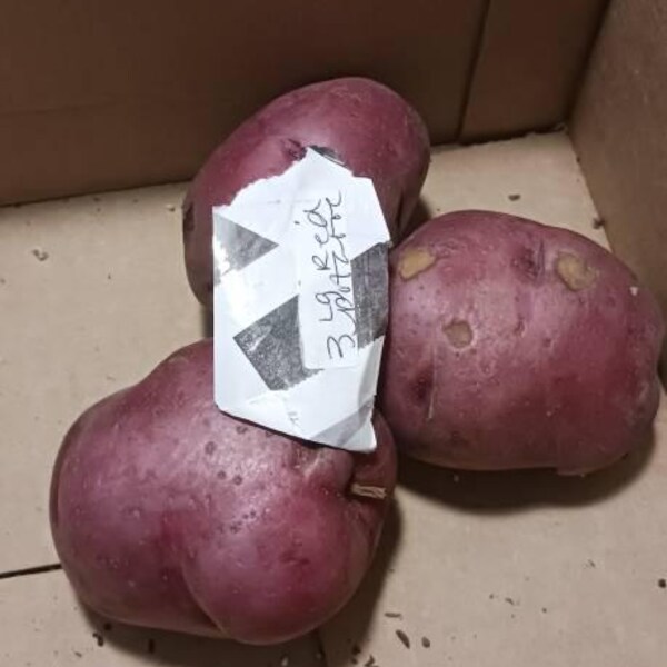 3 Large Ruby Red Seed Potatoes. Ready to Plant. Will Produce Multiple ...
