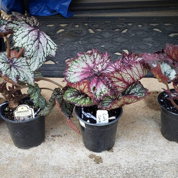 Peperomia 'ruby Ripple' - Etsy