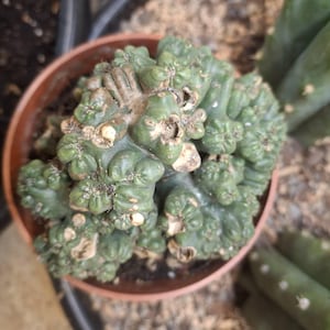 Mark ha añadido una foto de su compra