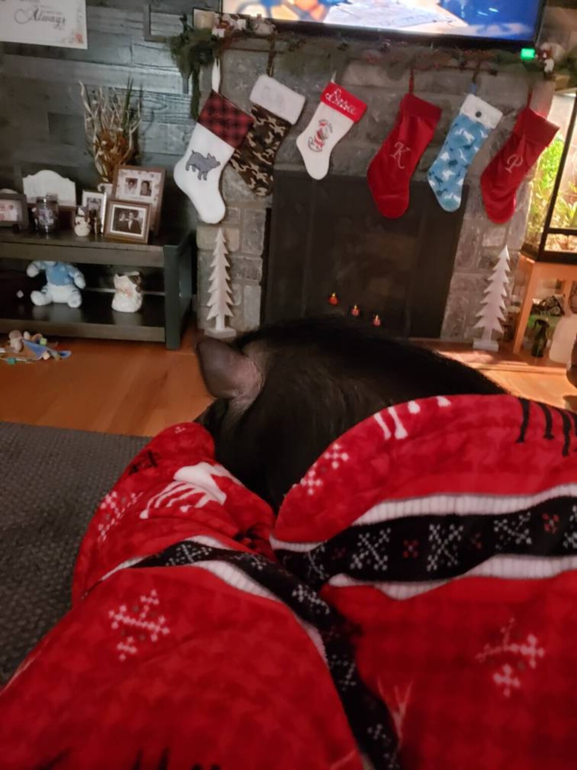 Customer photo of a pet with the Pig Christmas Stocking