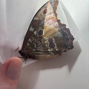 Philip added a photo of their purchase