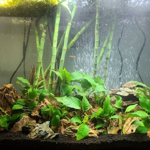 Eleocharis Vivipara Giant Hair Grass Freshwater Live Aquarium Plants ...