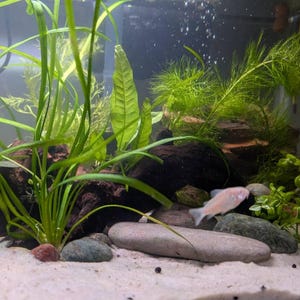 Taylor hat ein Foto des gekauften Artikels hinzugefügt