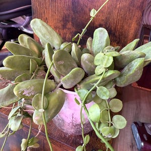 Dischidia Major - Etsy