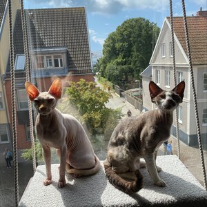 Henrik added a photo of their purchase