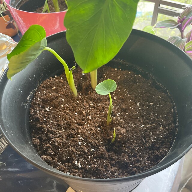 pothos pearl and jade Epipremnum 'Pearls N Jade' 4"