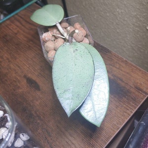 Patricia added a photo of their purchase