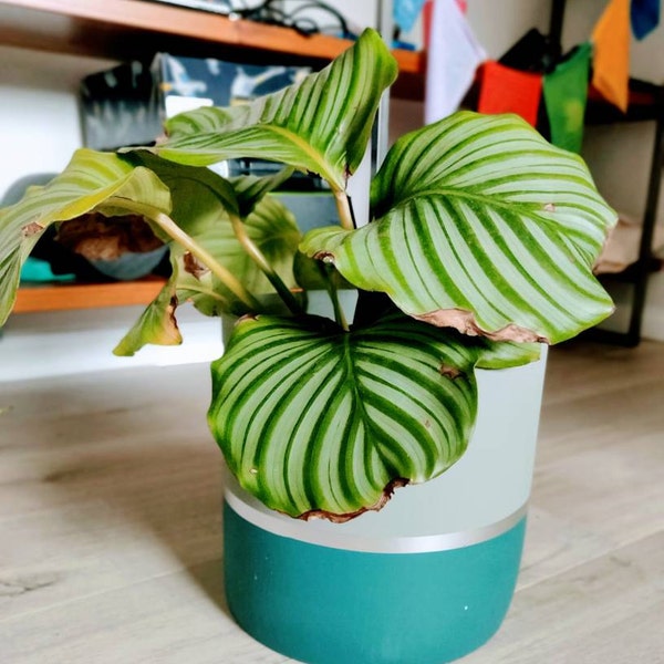 MELROSE 25cm Concrete Indoor Plant Pot | Extra Large Planter | Blue ...