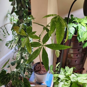 Hoya Carnosa Compacta Rubra Wax Plant 3 Pot - Etsy