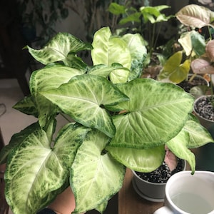 Caladium ''Desert Sunset'' 2 Bulbs Pre-Order | Etsy