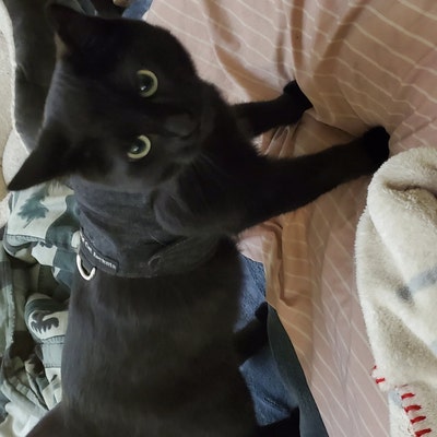 Mynwood Batman Katzenjacke - Ausbruchsicher Geschirr Für Erwachsene Katzen