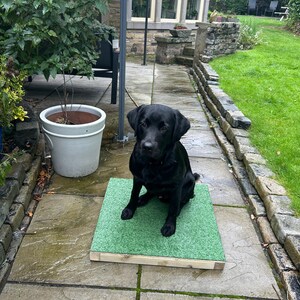 Dog Training Place Board: Your Guide to Success