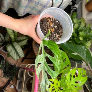 蜃楼 ha añadido una foto de su compra