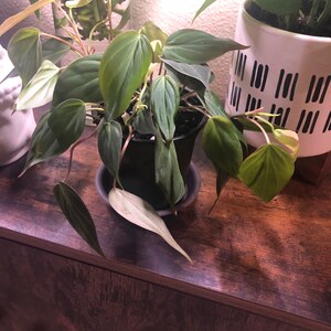 JaeT.Gaines added a photo of their purchase