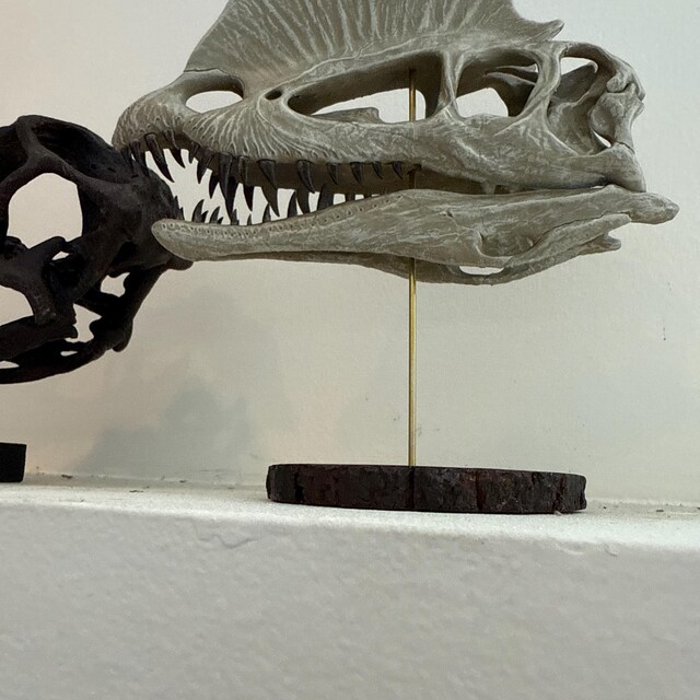 Dilophosaurus Dinosaur Skull Hand Painted Replica 1:3 Scale on