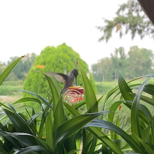 NEW Flower Single Hum-button™ With Lovely Window Spiral Holder Mini ...